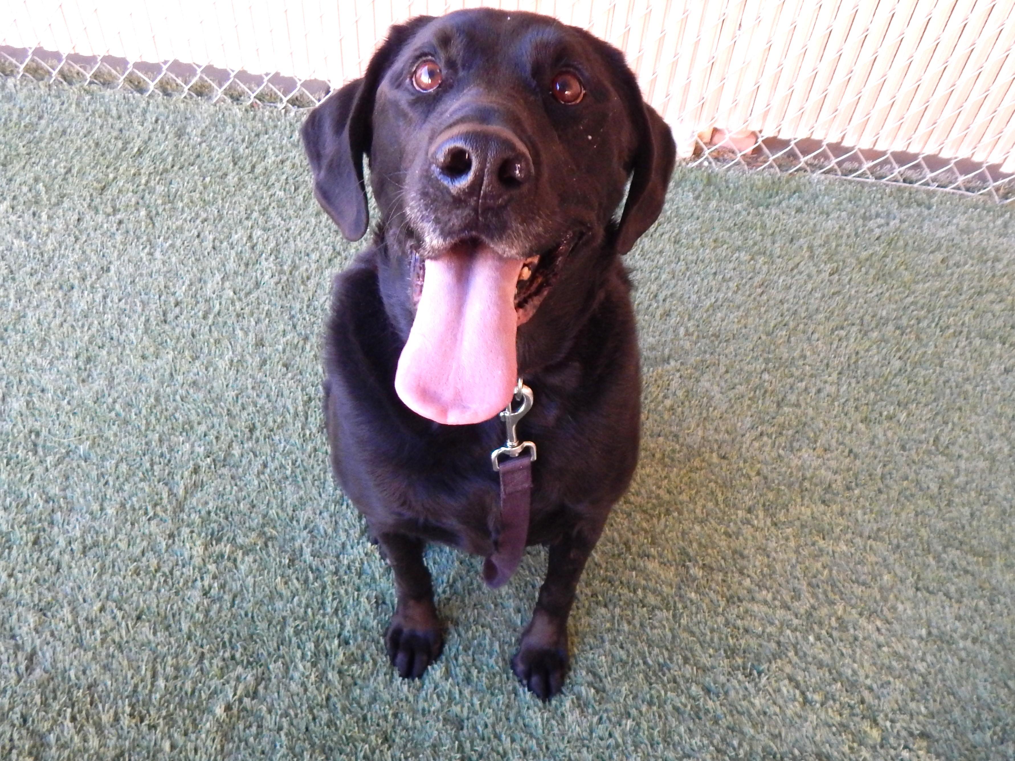 Digger, a ADOPTABLE Black Labrador Retriever in Mesquite, NV image 3/5