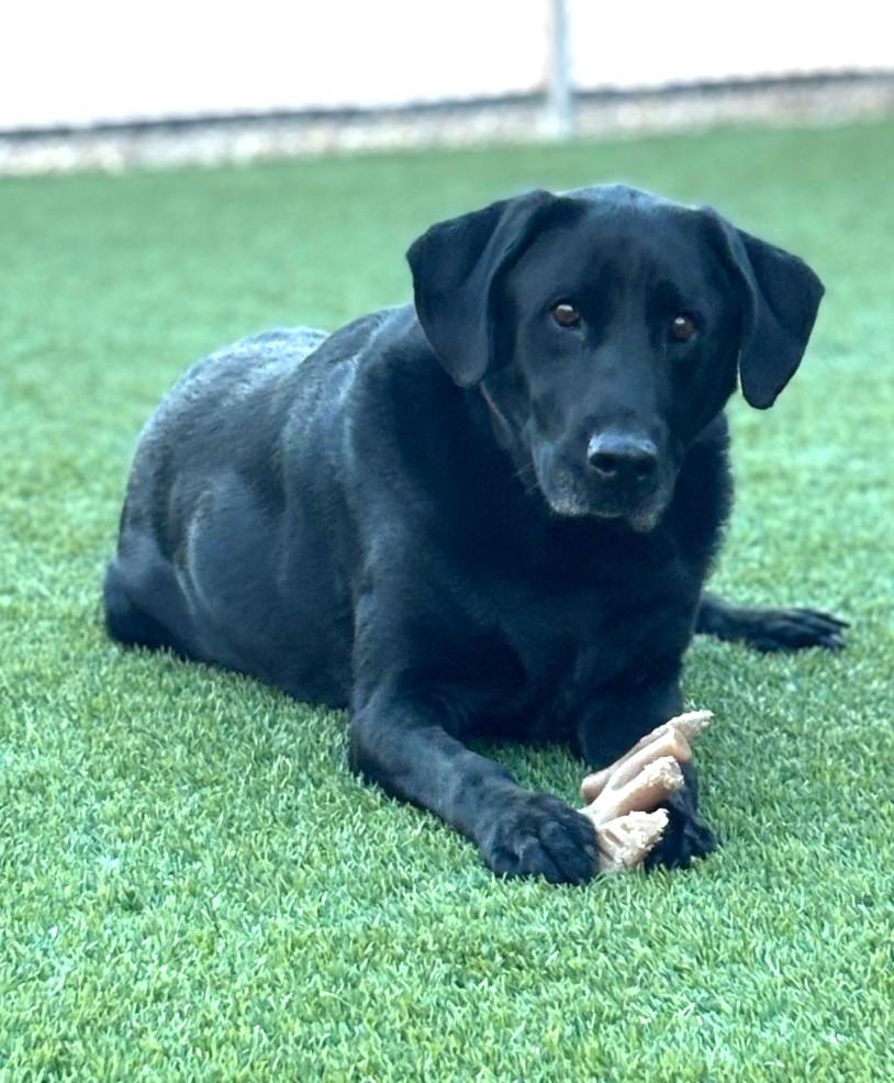 Digger, a ADOPTABLE Black Labrador Retriever in Mesquite, NV image 4/5