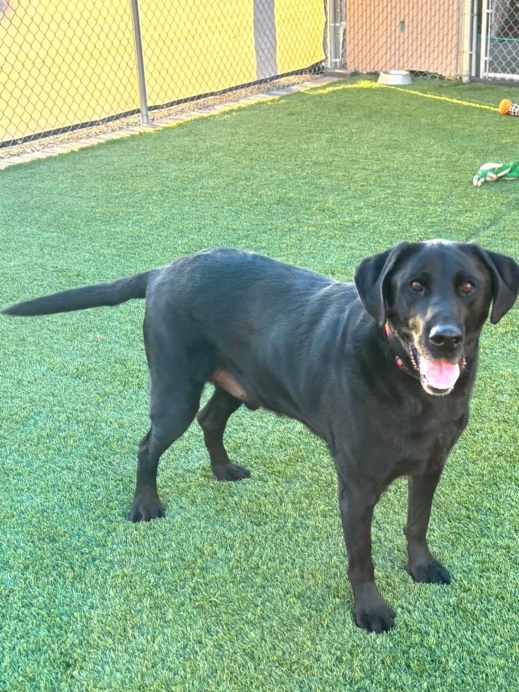 Digger, a ADOPTABLE Black Labrador Retriever in Mesquite, NV image 5/5