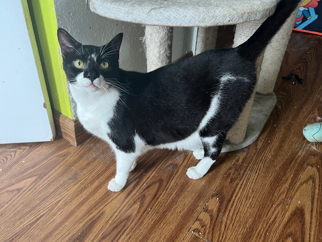 Amethyst, an adoptable Domestic Short Hair in Bradenton, FL, 34207 | Photo Image 2