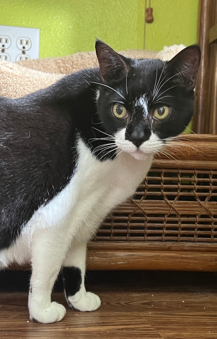 Amethyst, Senior Female unknown