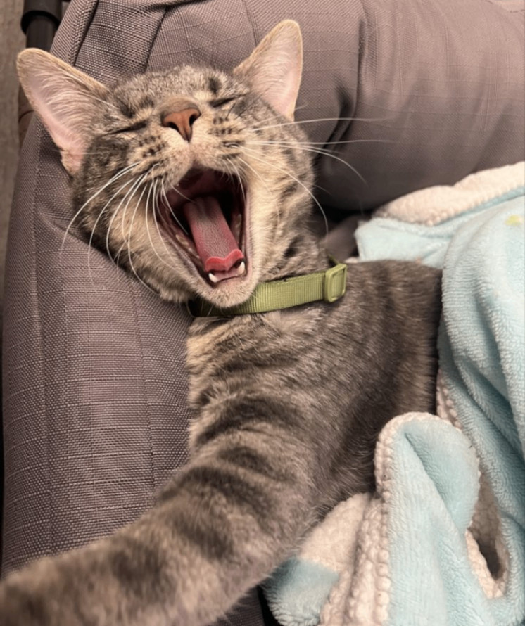 Enlarge Nibbles (FIV+), a Adopted Domestic Short Hair in Torrance, CA image 1/6