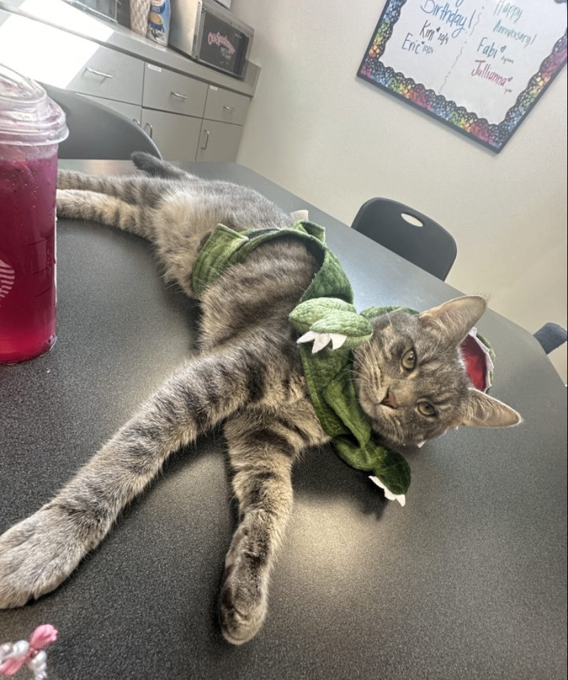 Enlarge Nibbles (FIV+), a Adopted Domestic Short Hair in Torrance, CA image 2/6