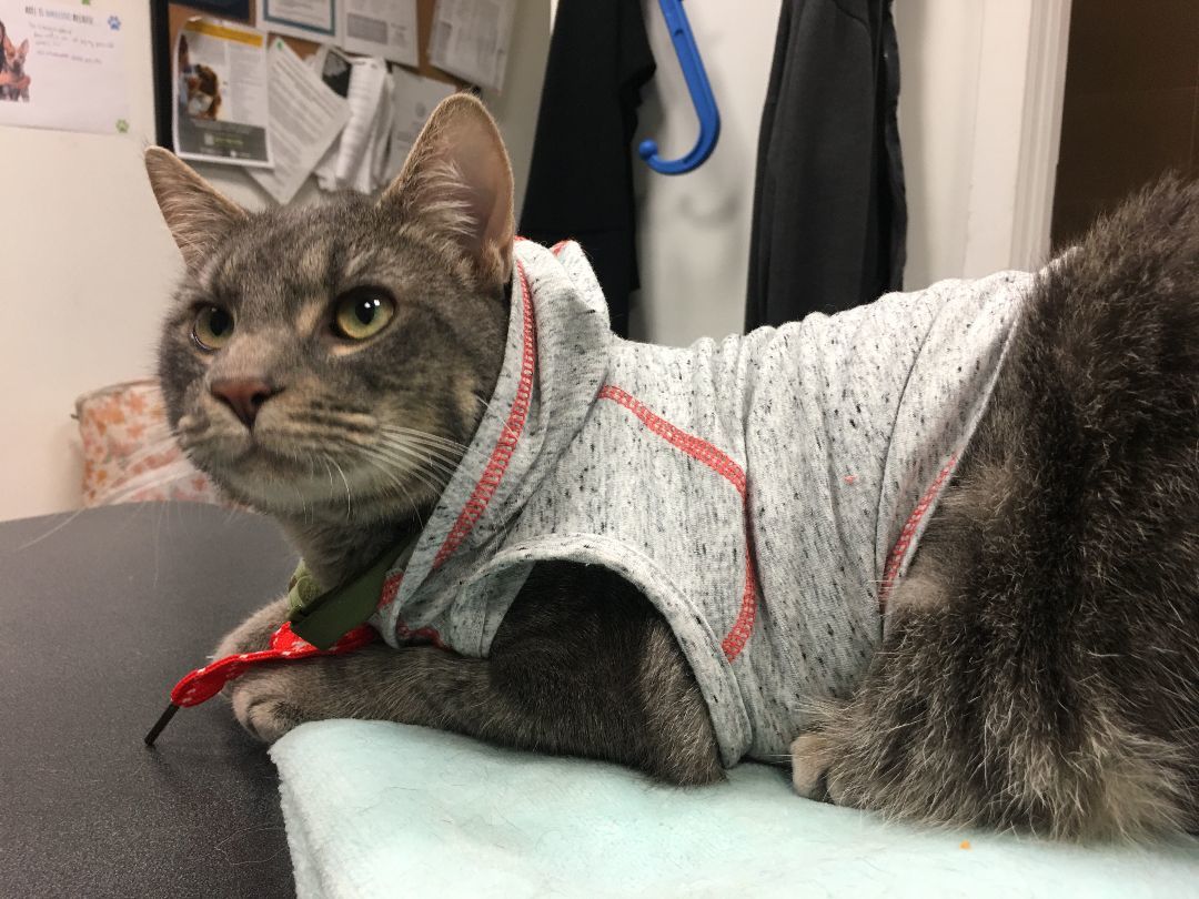 Enlarge Nibbles (FIV+), a Adopted Domestic Short Hair in Torrance, CA image 3/6