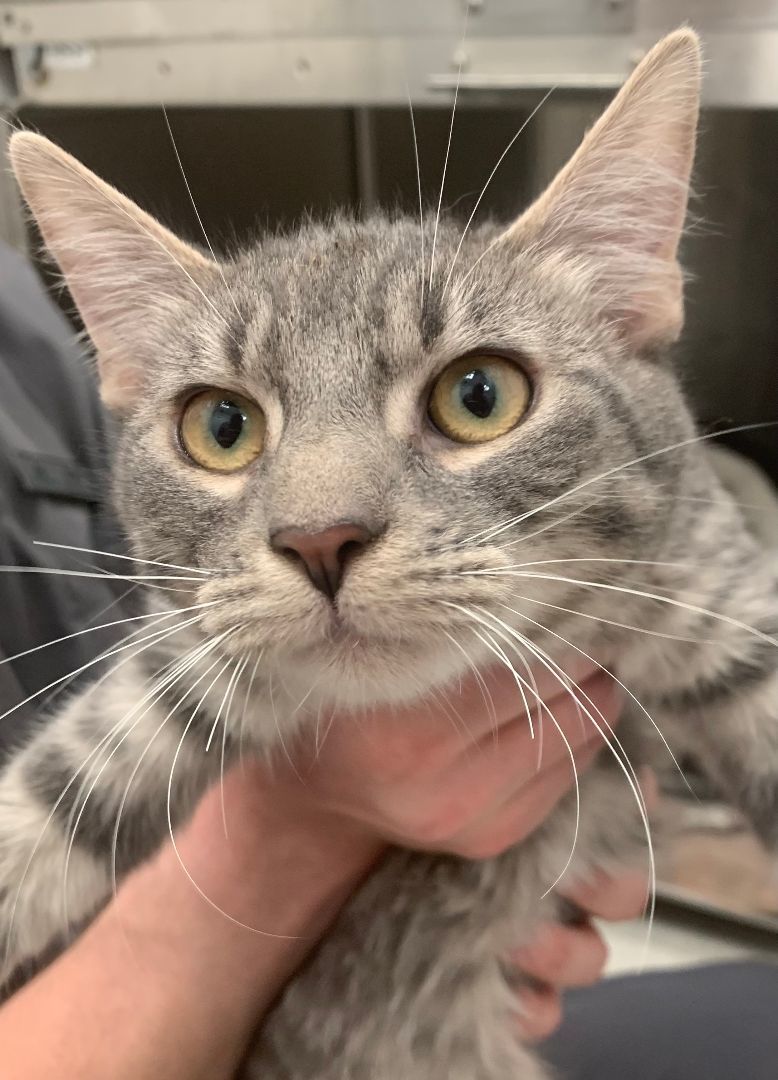 Enlarge Nibbles (FIV+), a Adopted Domestic Short Hair in Torrance, CA image 4/6