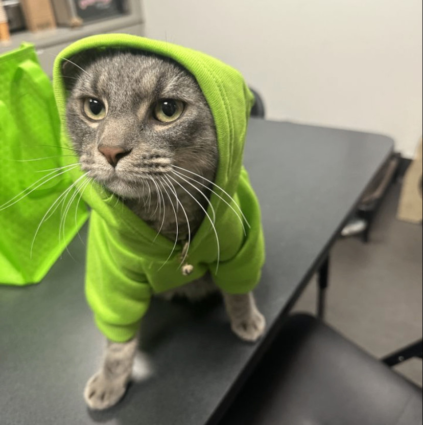 Enlarge Nibbles (FIV+), a Adopted Domestic Short Hair in Torrance, CA image 5/6