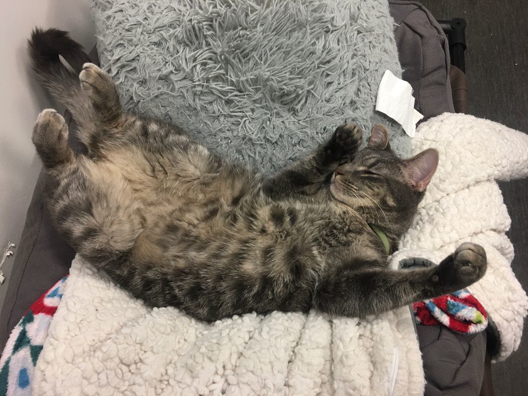 Enlarge Nibbles (FIV+), a Adopted Domestic Short Hair in Torrance, CA image 6/6