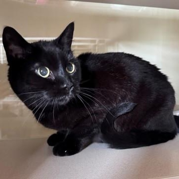 Enlarge Hayley, a ADOPTABLE American Shorthair in Hackensack, MN image 2/2