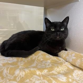 Enlarge Hayley, a ADOPTABLE American Shorthair in Hackensack, MN image 1/2