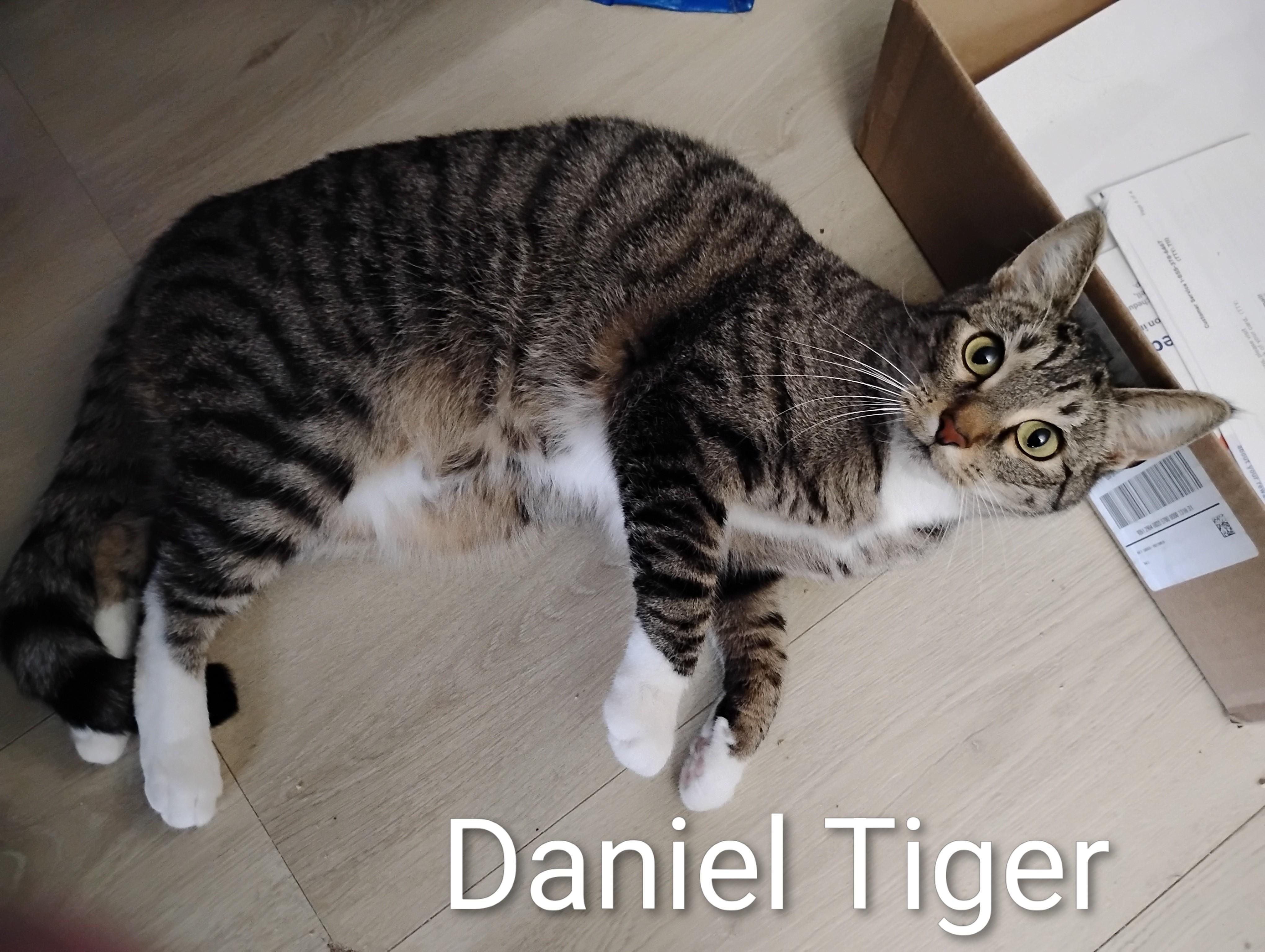 Enlarge Daniel Tiger, a ADOPTABLE Domestic Short Hair in Springfield, OR image 6/6