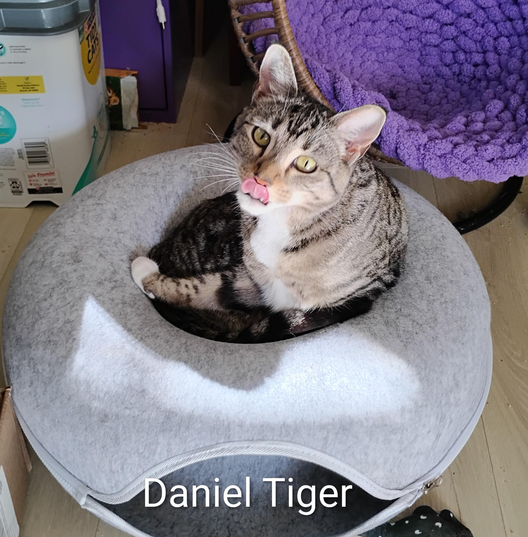 Enlarge Daniel Tiger, a ADOPTABLE Domestic Short Hair in Springfield, OR image 4/6