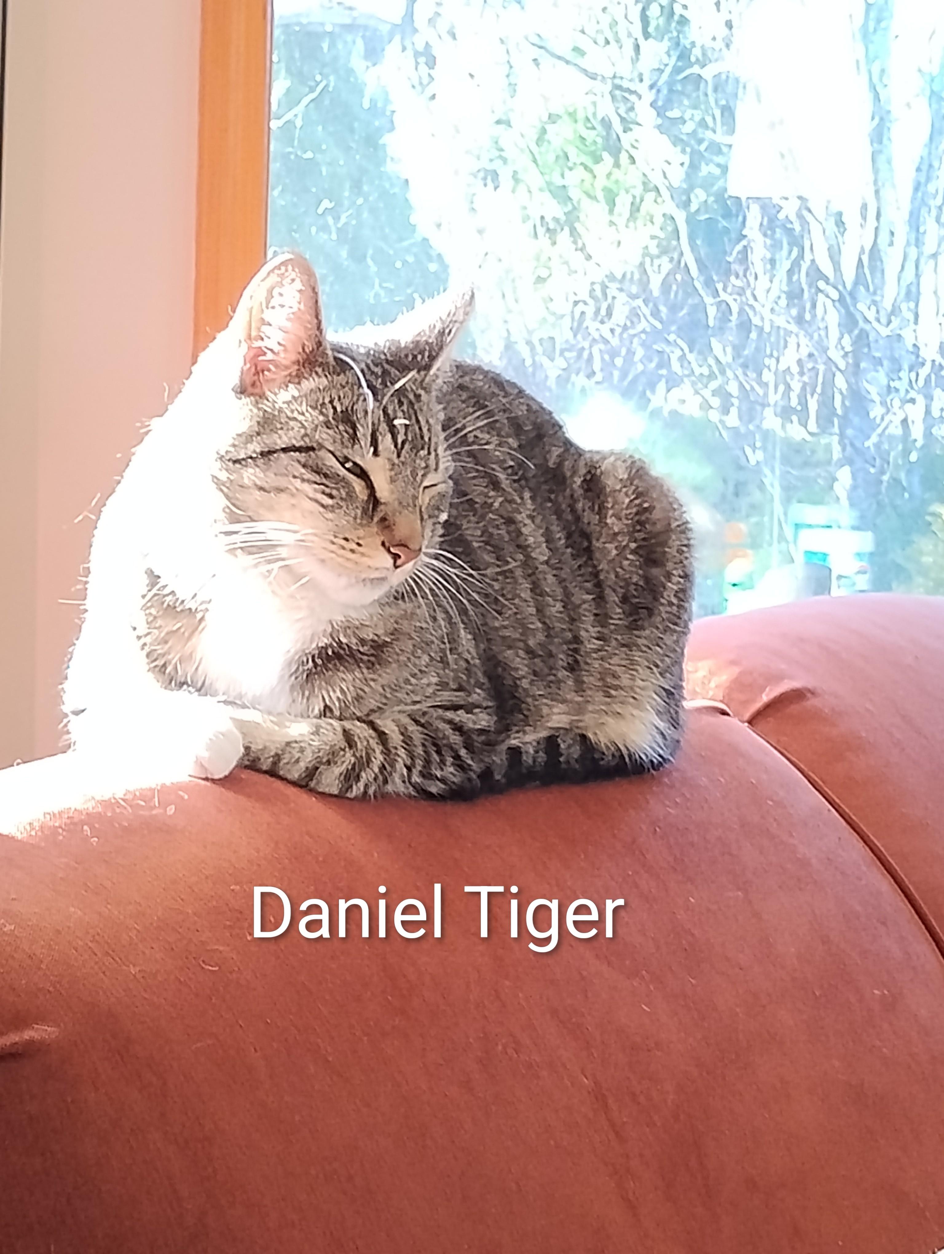 Daniel Tiger, ADOPTABLE, Young Male Domestic Short Hair.