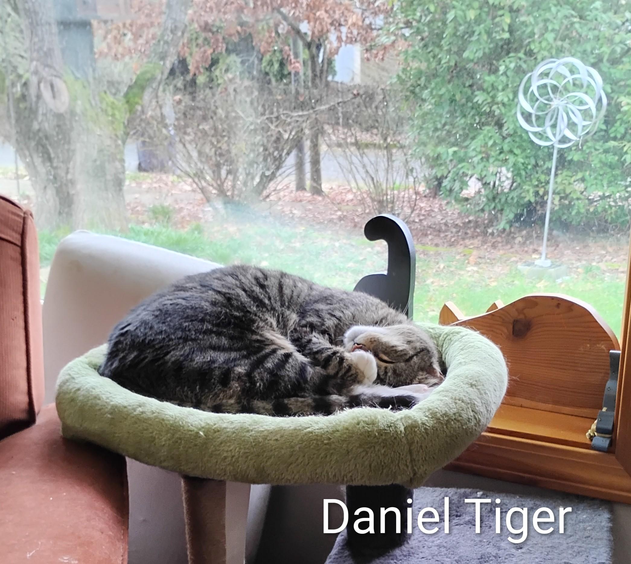 Enlarge Daniel Tiger, a ADOPTABLE Domestic Short Hair in Springfield, OR image 5/6