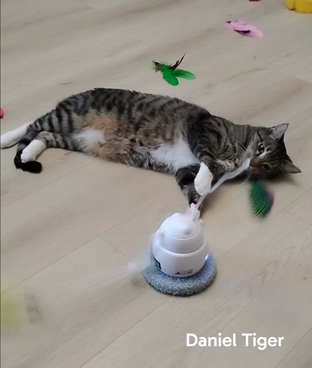 Enlarge Daniel Tiger, a ADOPTABLE Domestic Short Hair in Springfield, OR video 2/6