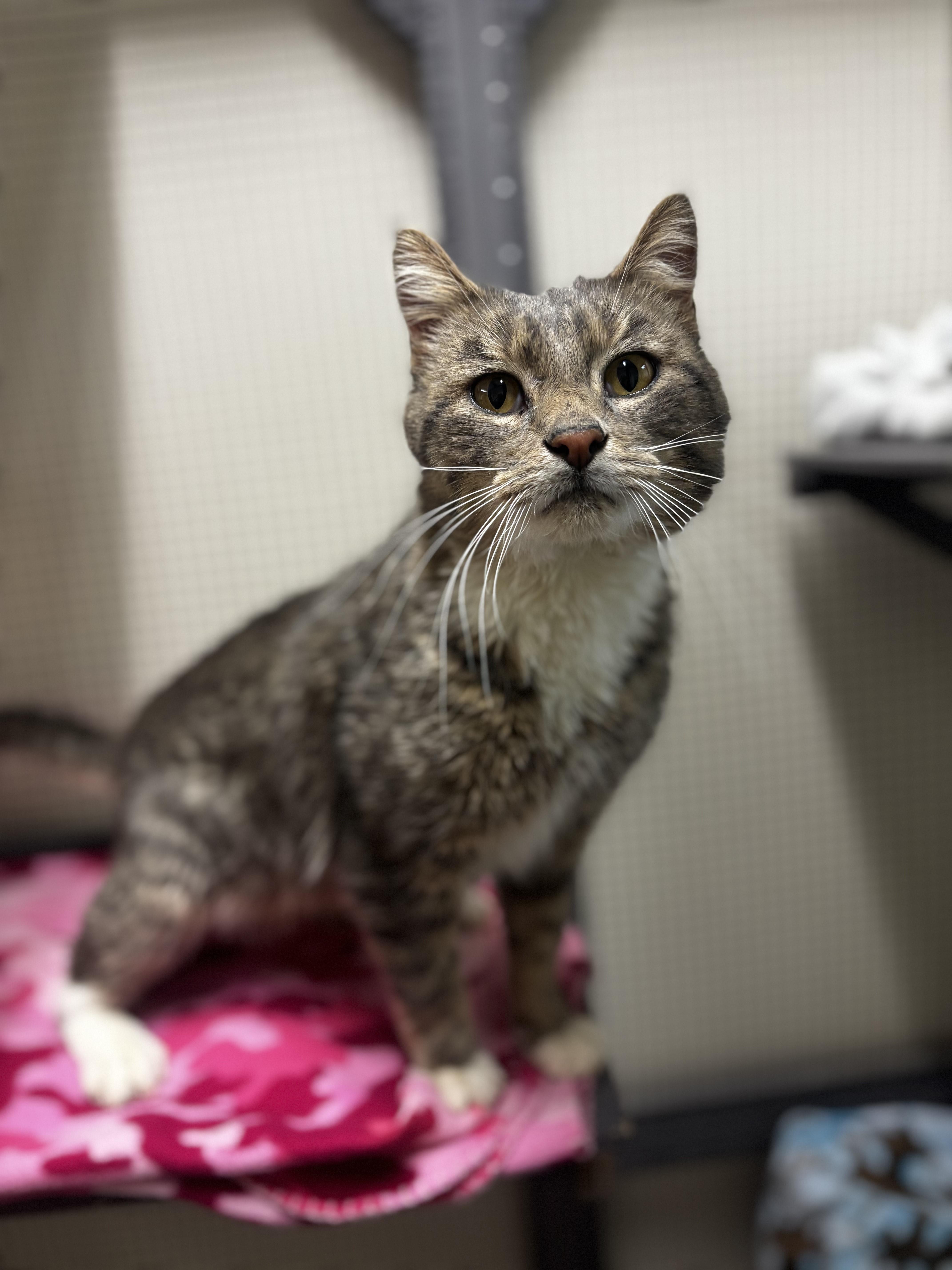 Enlarge Saint, a ADOPTABLE Domestic Short Hair in Dodgeville, WI image 1/1