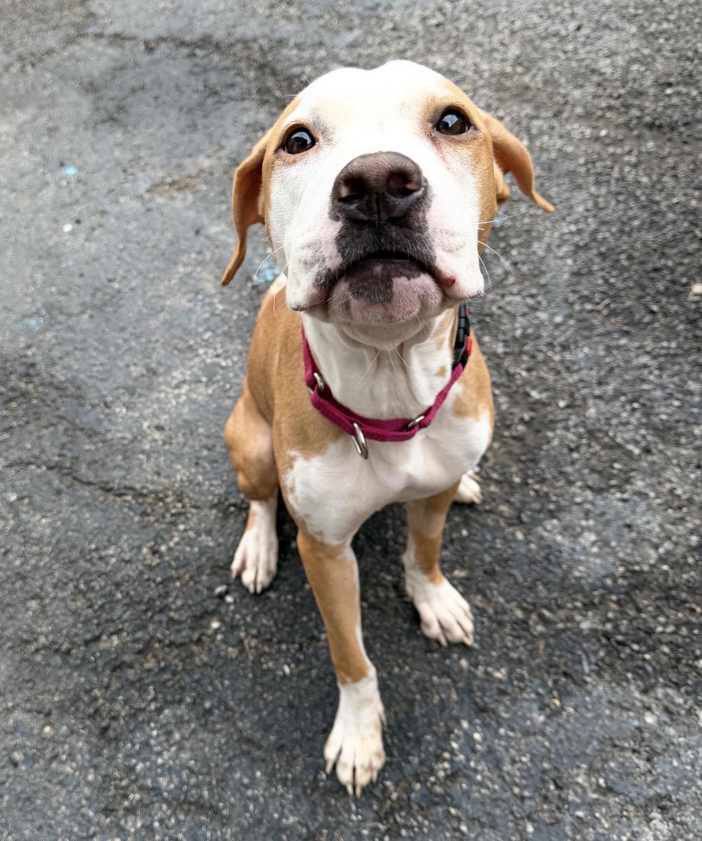 Enlarge Hathaway, a Adopted Pit Bull Terrier in Naperville, IL image 5/5