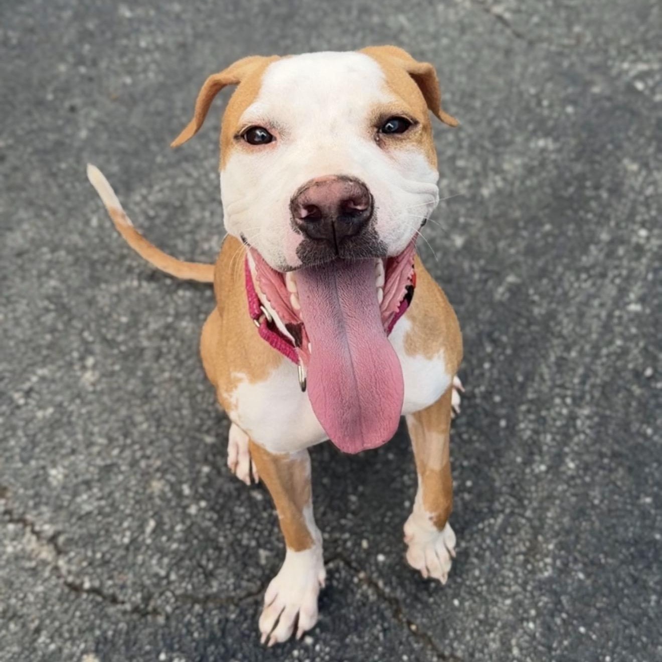 Hathaway, Adopted, Puppy Female Pit Bull Terrier.