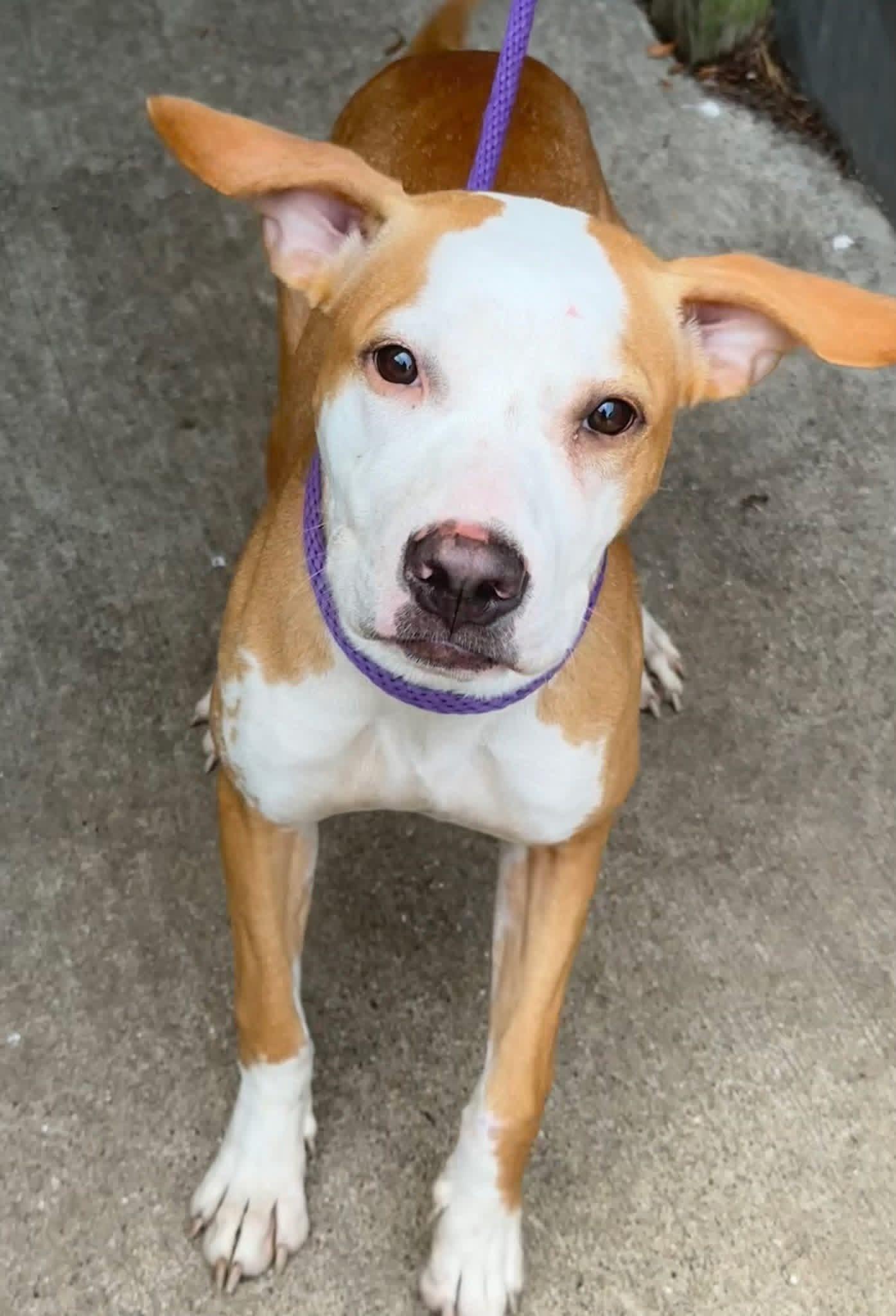 Enlarge Hathaway, a Adopted Pit Bull Terrier in Naperville, IL image 3/5