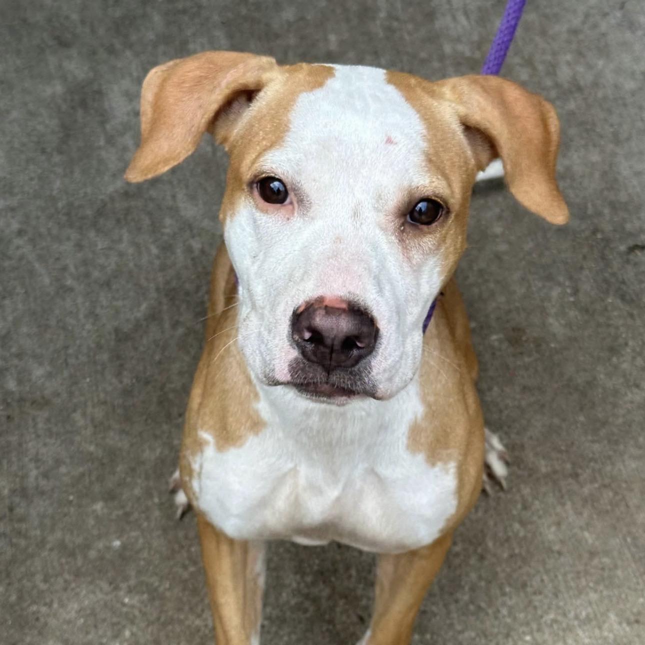 Enlarge Hathaway, a Adopted Pit Bull Terrier in Naperville, IL image 2/5