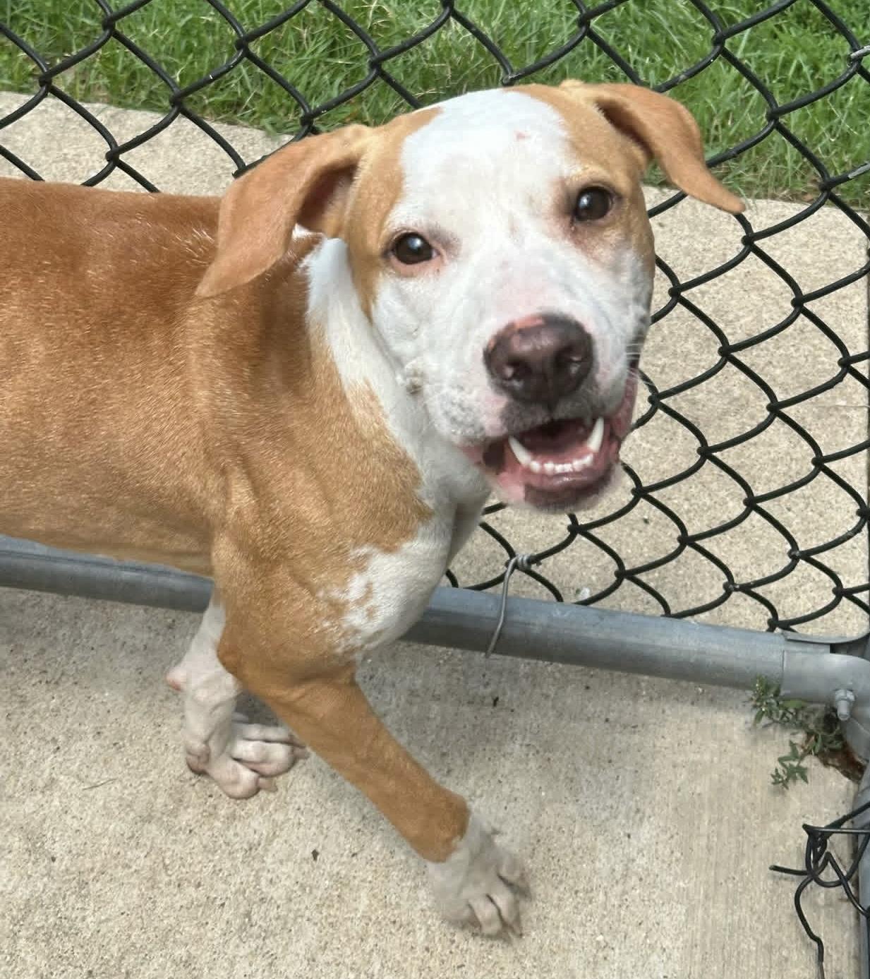Enlarge Hathaway, a Adopted Pit Bull Terrier in Naperville, IL image 4/5