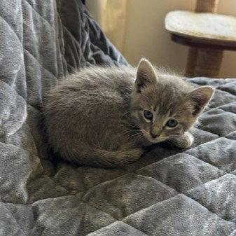 Violet, Adopted, Kitten Female Domestic Medium Hair.