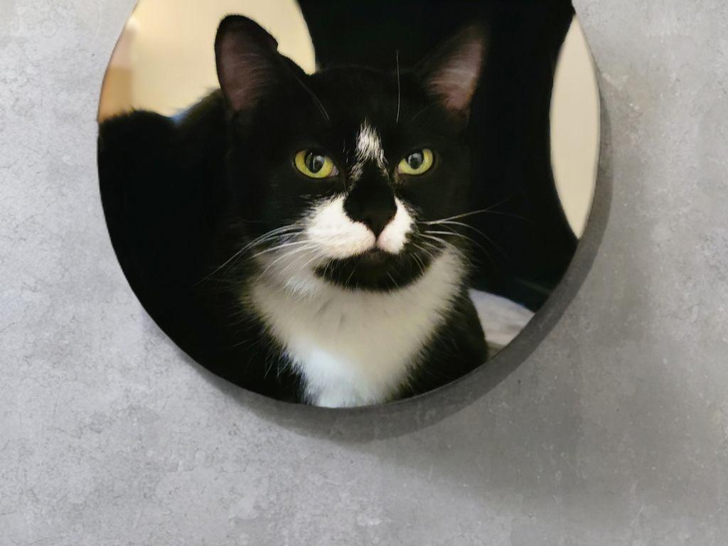 Enlarge Boots, a Adoptable Tuxedo in OVERLAND PARK, KS image 3/3