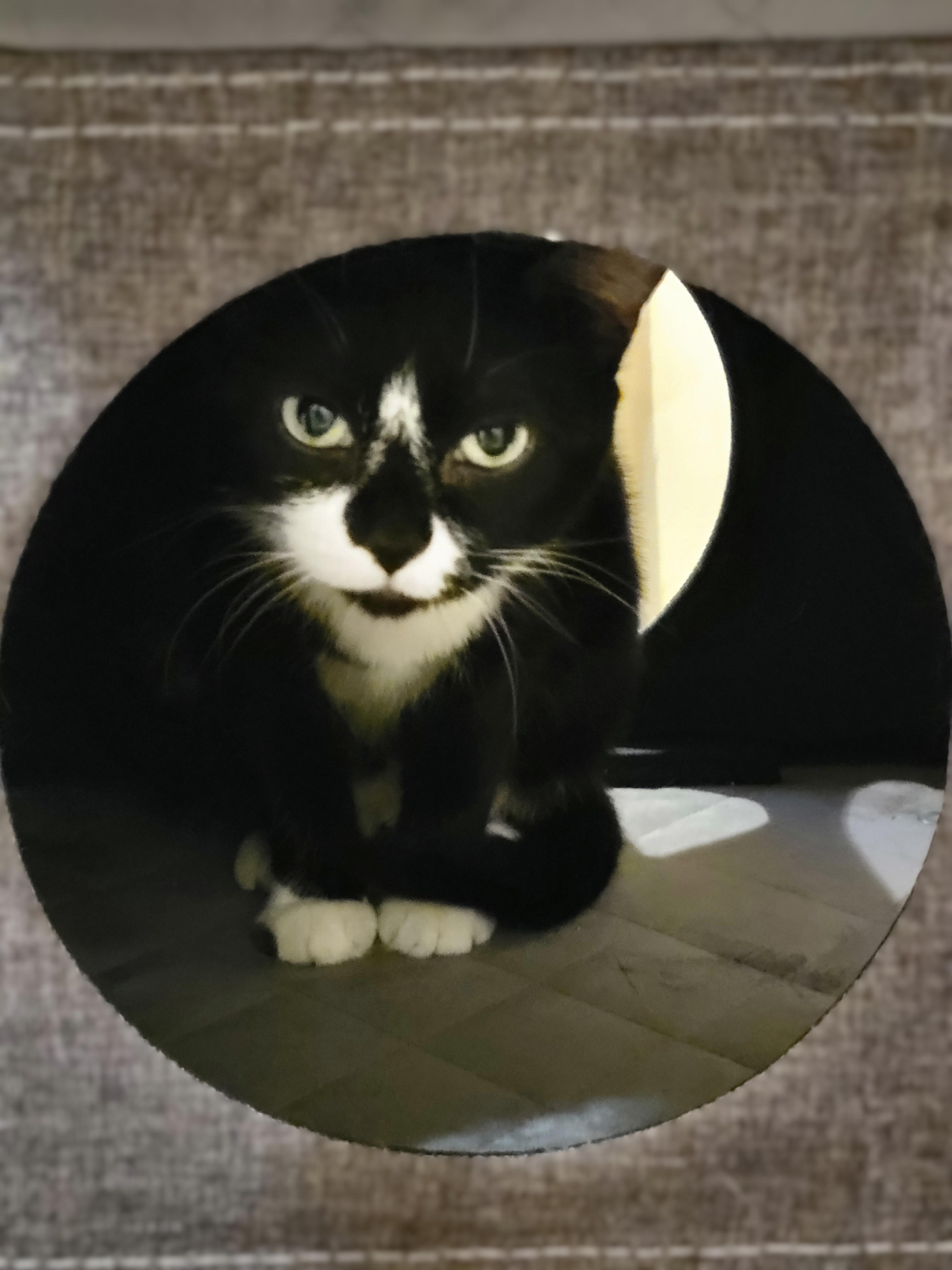 Enlarge Boots, a Adoptable Tuxedo in OVERLAND PARK, KS image 2/3