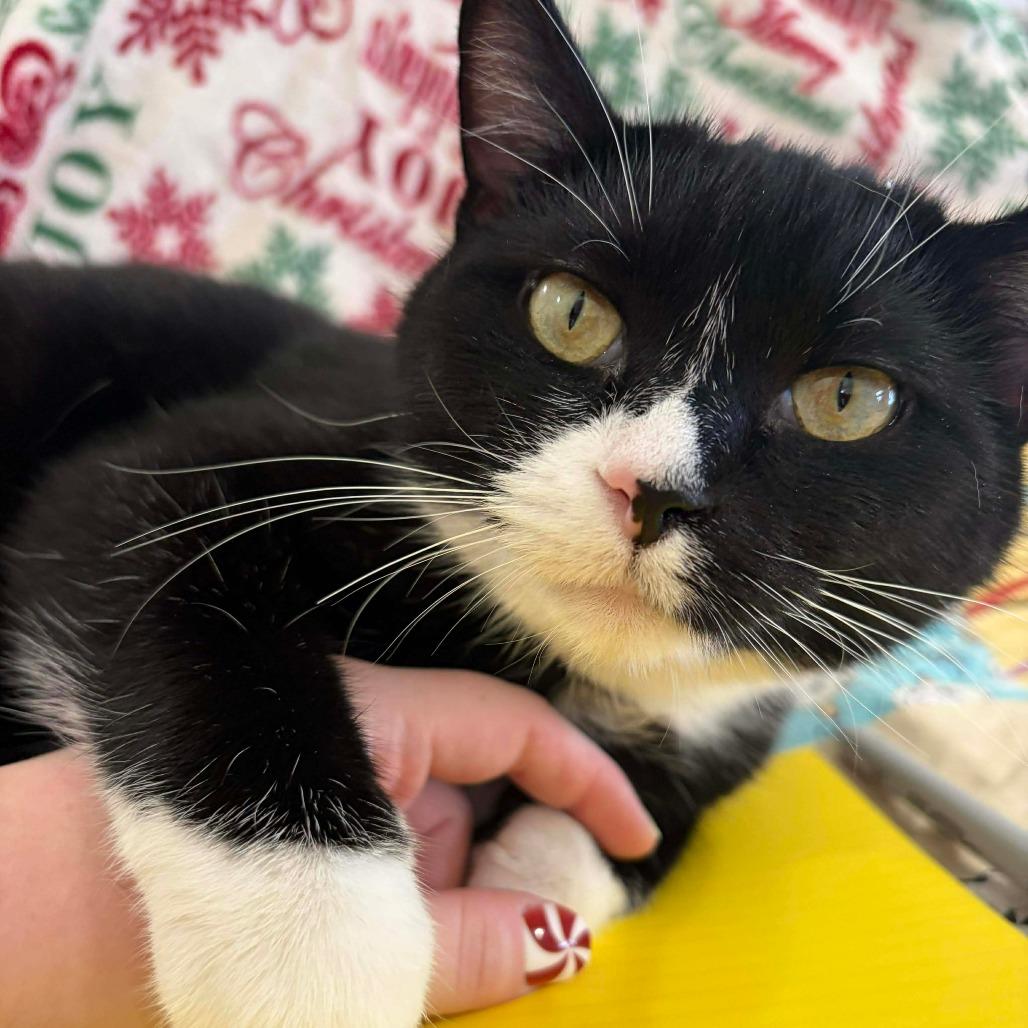 Oreo, Adoptable, Adult Female Domestic Short Hair.