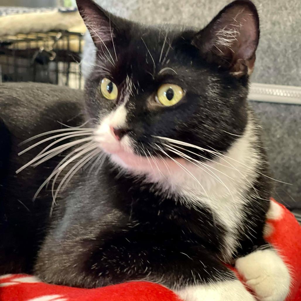 Oreo, a Adoptable Domestic Short Hair in Park Falls, WI image 2/6