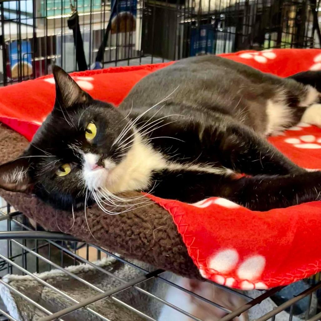 Oreo, a Adoptable Domestic Short Hair in Park Falls, WI image 3/6