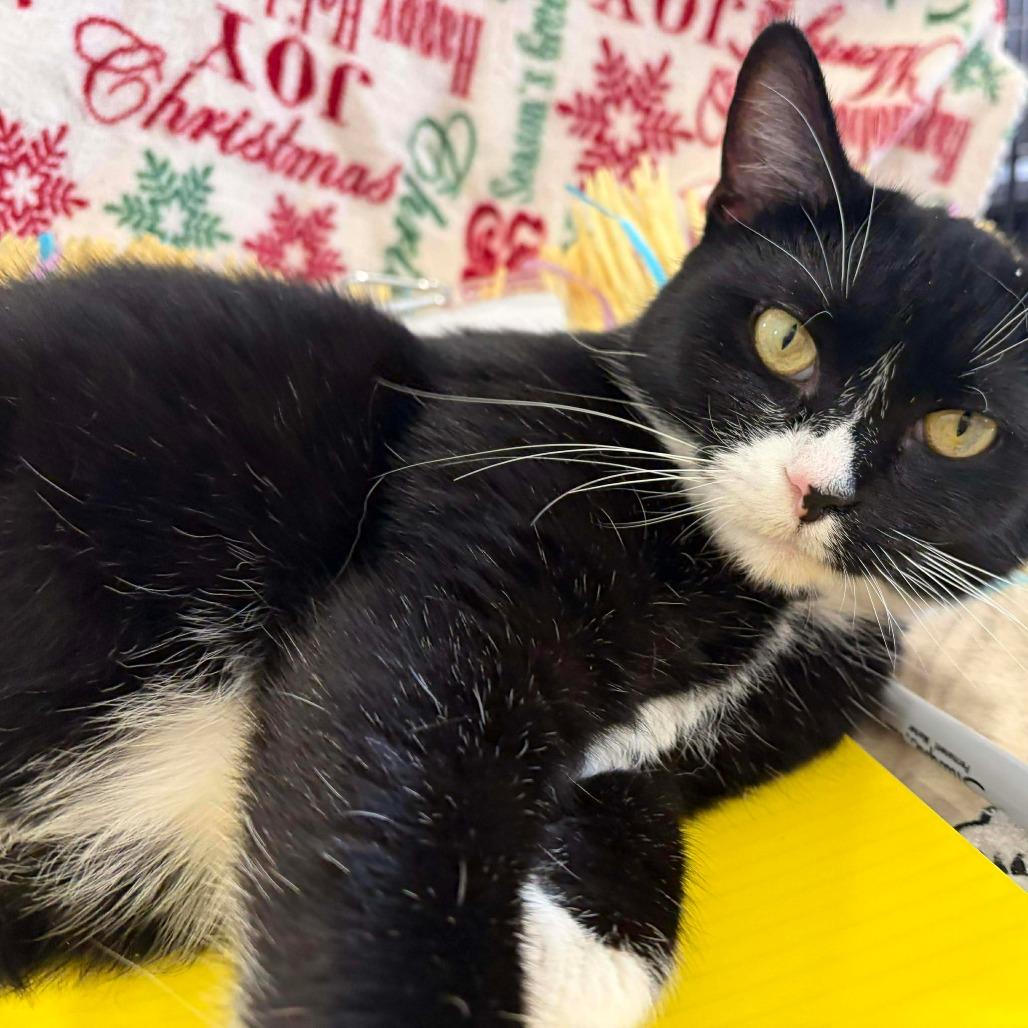 Oreo, a Adoptable Domestic Short Hair in Park Falls, WI image 4/6