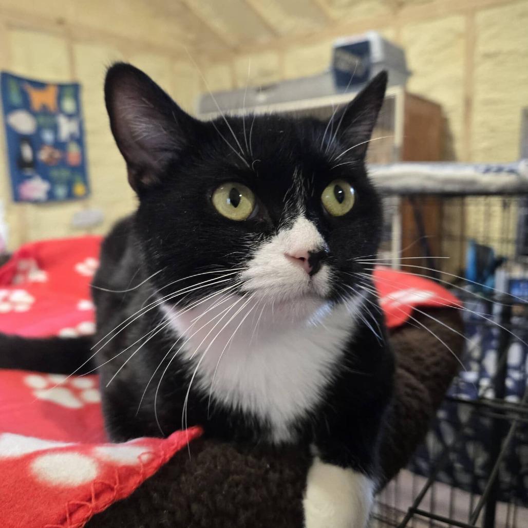 Oreo, a Adoptable Domestic Short Hair in Park Falls, WI image 5/6