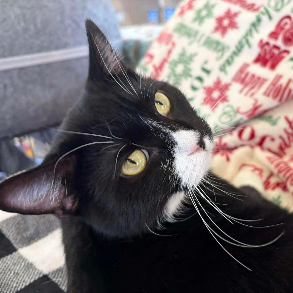 Oreo, a Adoptable Domestic Short Hair in Park Falls, WI image 6/6