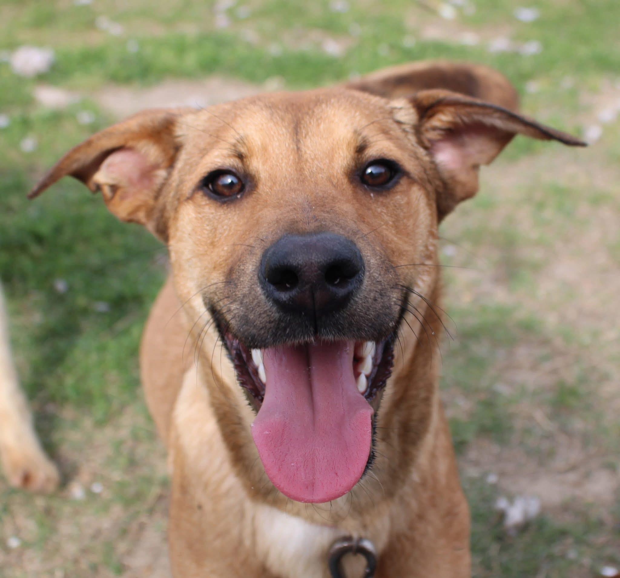 Foster TIMONE!