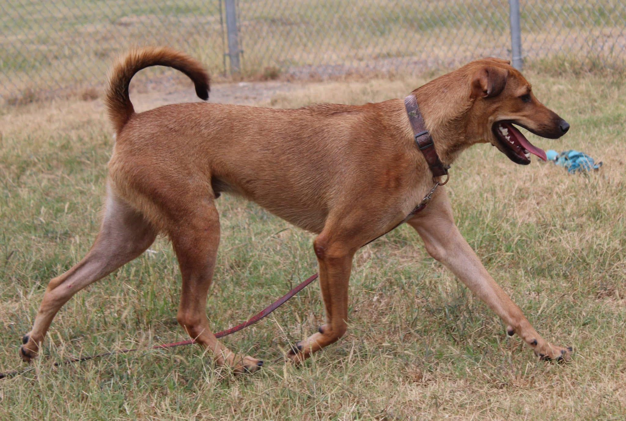 Foster TIMONE!