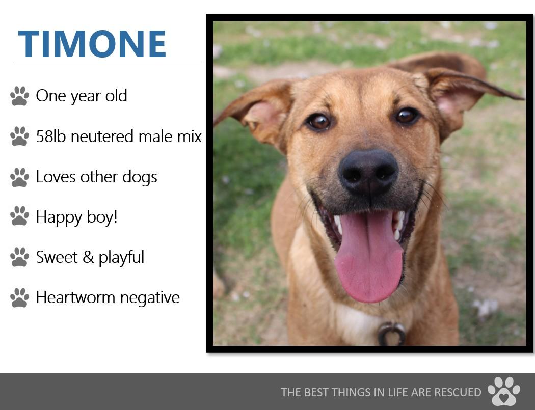 Foster TIMONE!