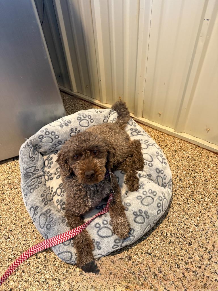 Hazel, Adoptable, Adult Female Poodle.