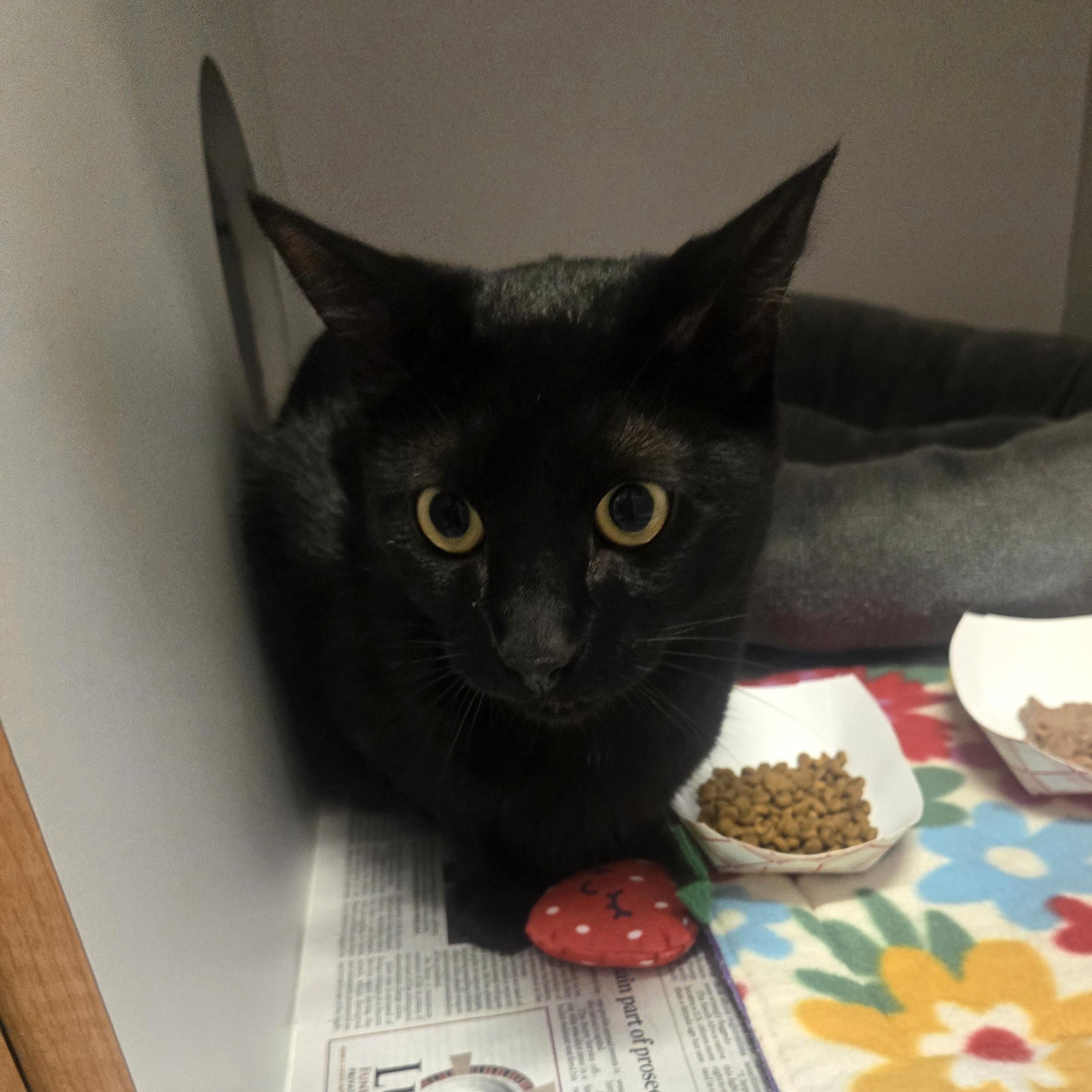 Enlarge Omni, an adopted Domestic Short Hair in Phoenixville, PA image 1/1