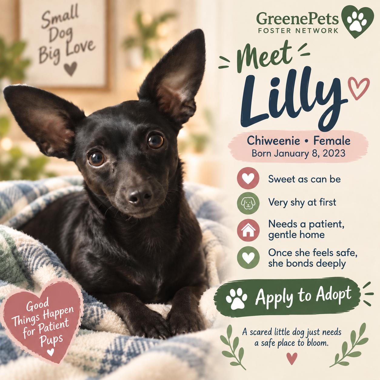 Lilly, Adoptable, Adult Female Chiweenie.