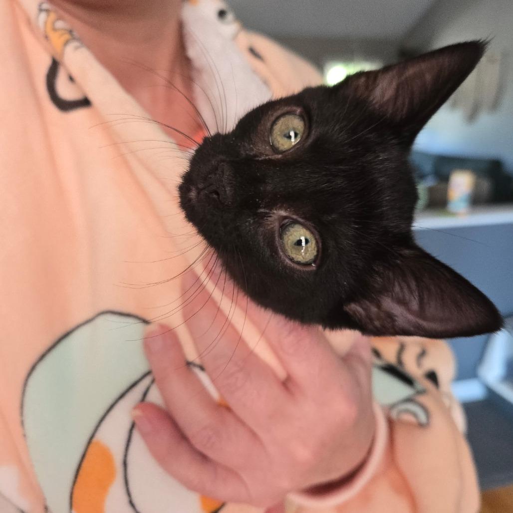 Cindy, Adoptable, Kitten Female Domestic Short Hair.