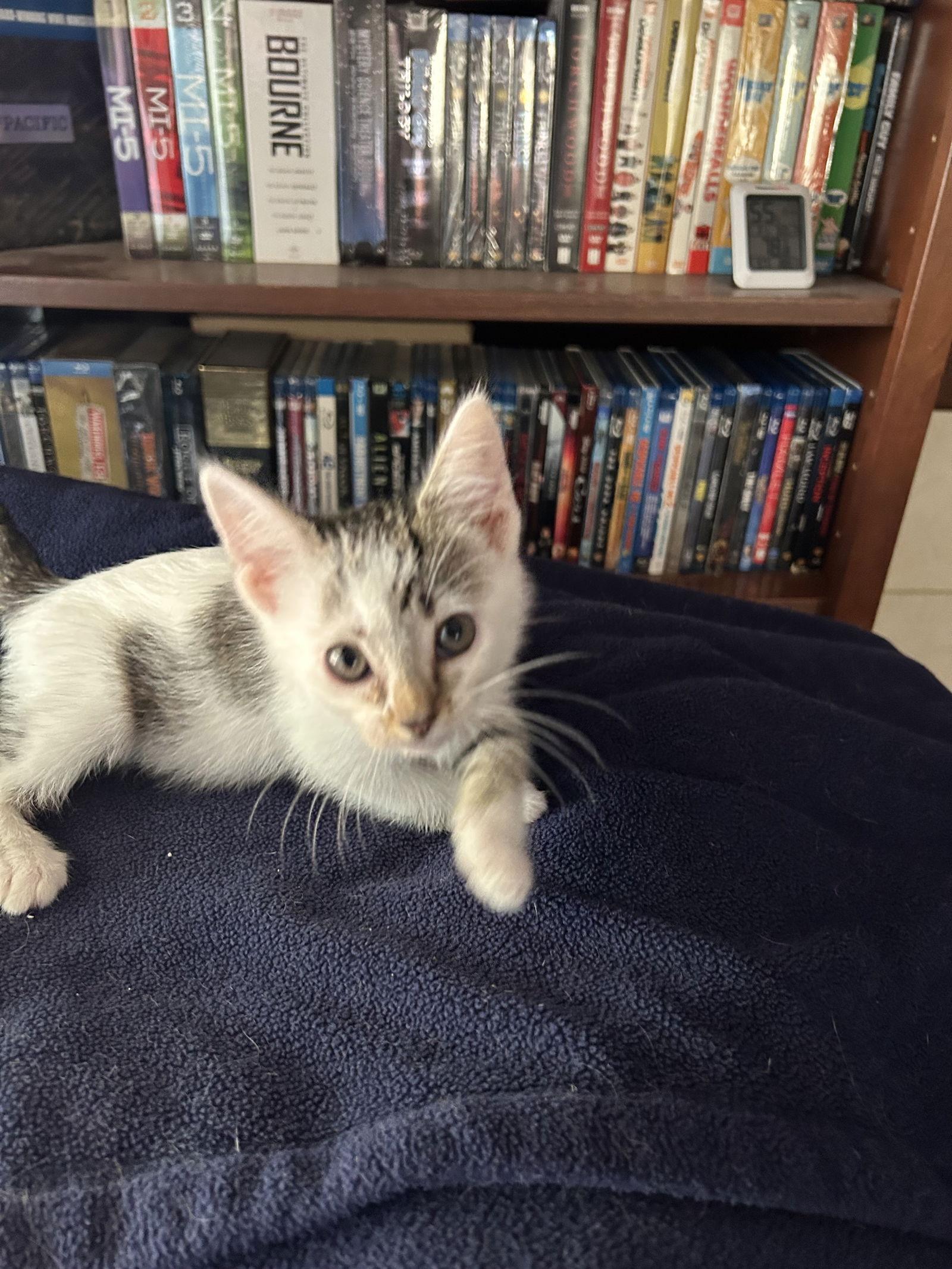 Enlarge Rogue (Courtesy Post), a Adoptable Domestic Short Hair in San Jose, CA image 1/1