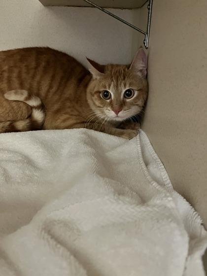 Tito Jackson, Adoptable, Young Male Domestic Short Hair & Domestic Short Hair.