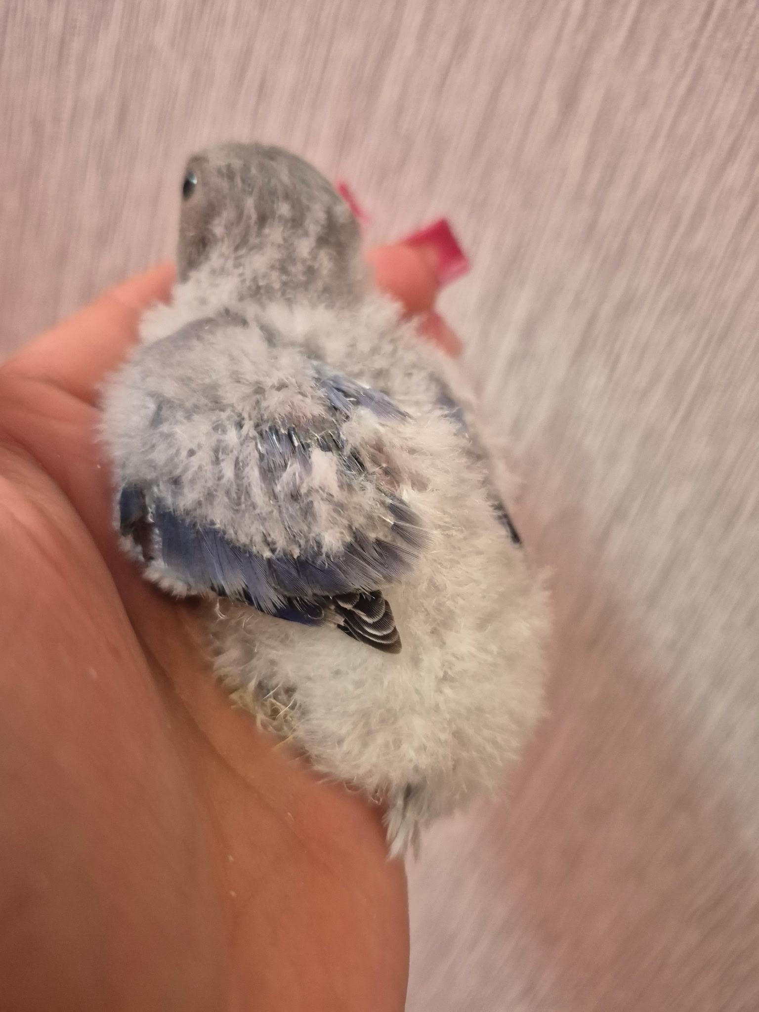 Enlarge Whiteface Blue Peach Face , an adopted Lovebird in Corona, CA image 2/3