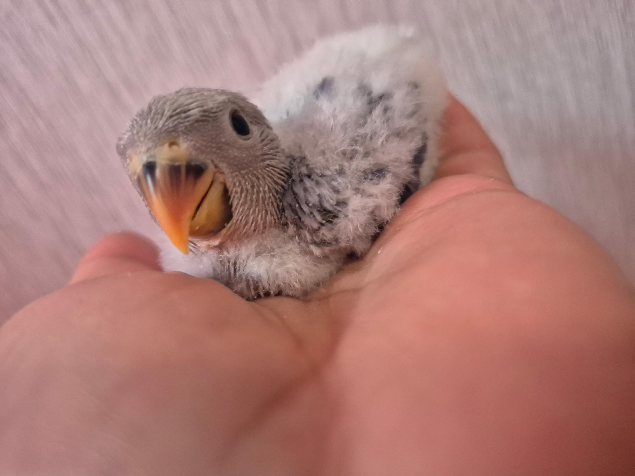 Whiteface Blue Peach Face , adopted, Baby Unknown Lovebird.