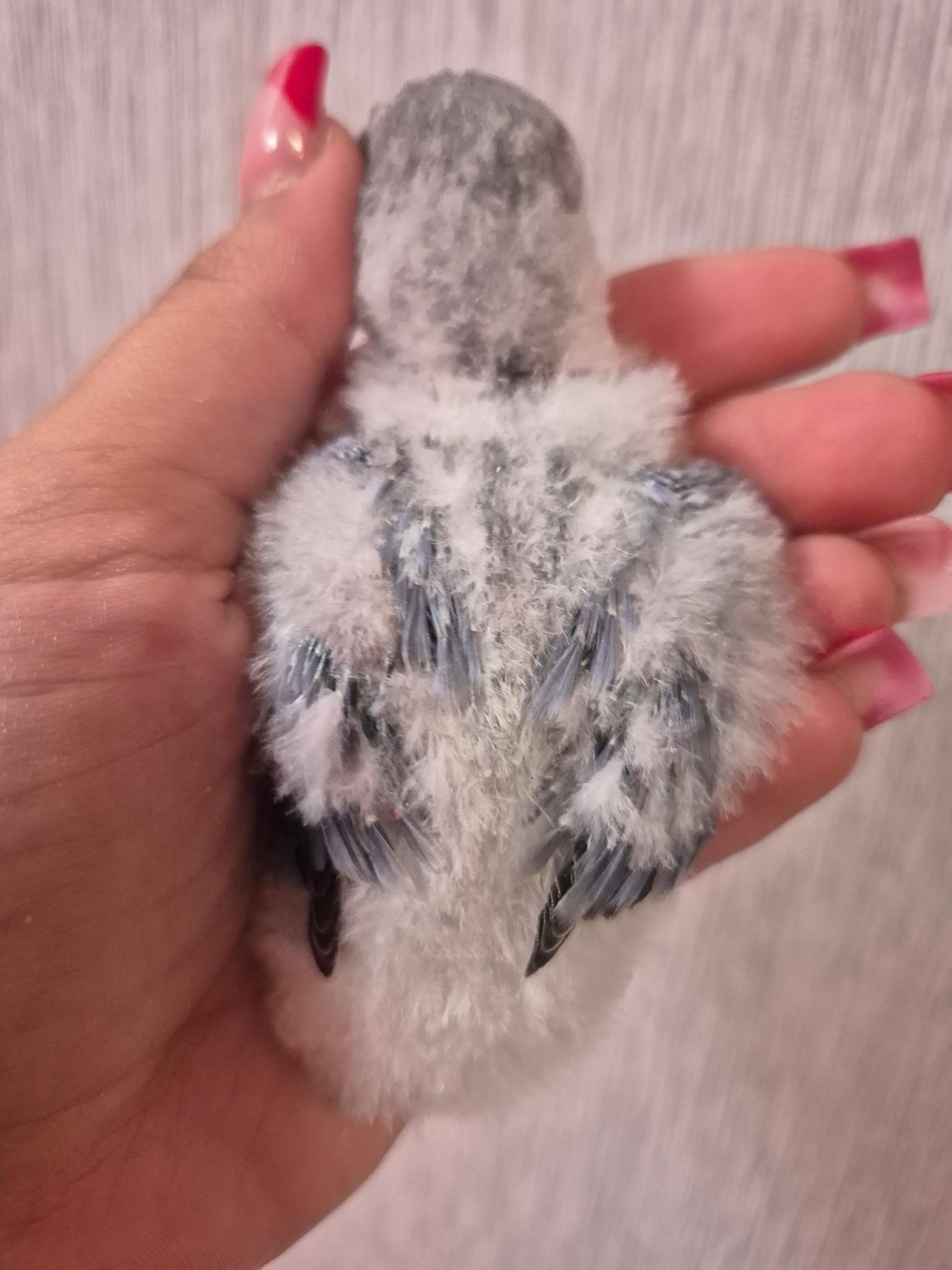 Enlarge Whiteface Blue Peach Face , an adopted Lovebird in Corona, CA image 3/3