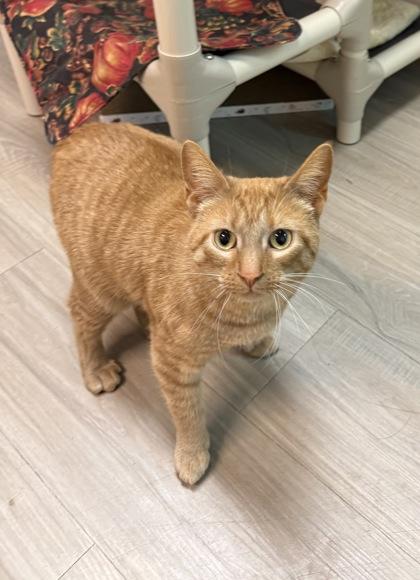 Enlarge Judy Hopps, a ADOPTABLE Domestic Short Hair in Traverse City, MI image 1/3