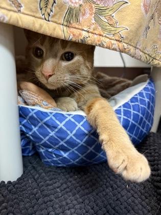Enlarge Judy Hopps, a ADOPTABLE Domestic Short Hair in Traverse City, MI image 2/3