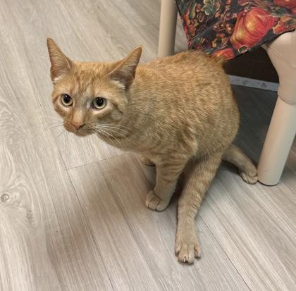 Enlarge Judy Hopps, a ADOPTABLE Domestic Short Hair in Traverse City, MI image 3/3