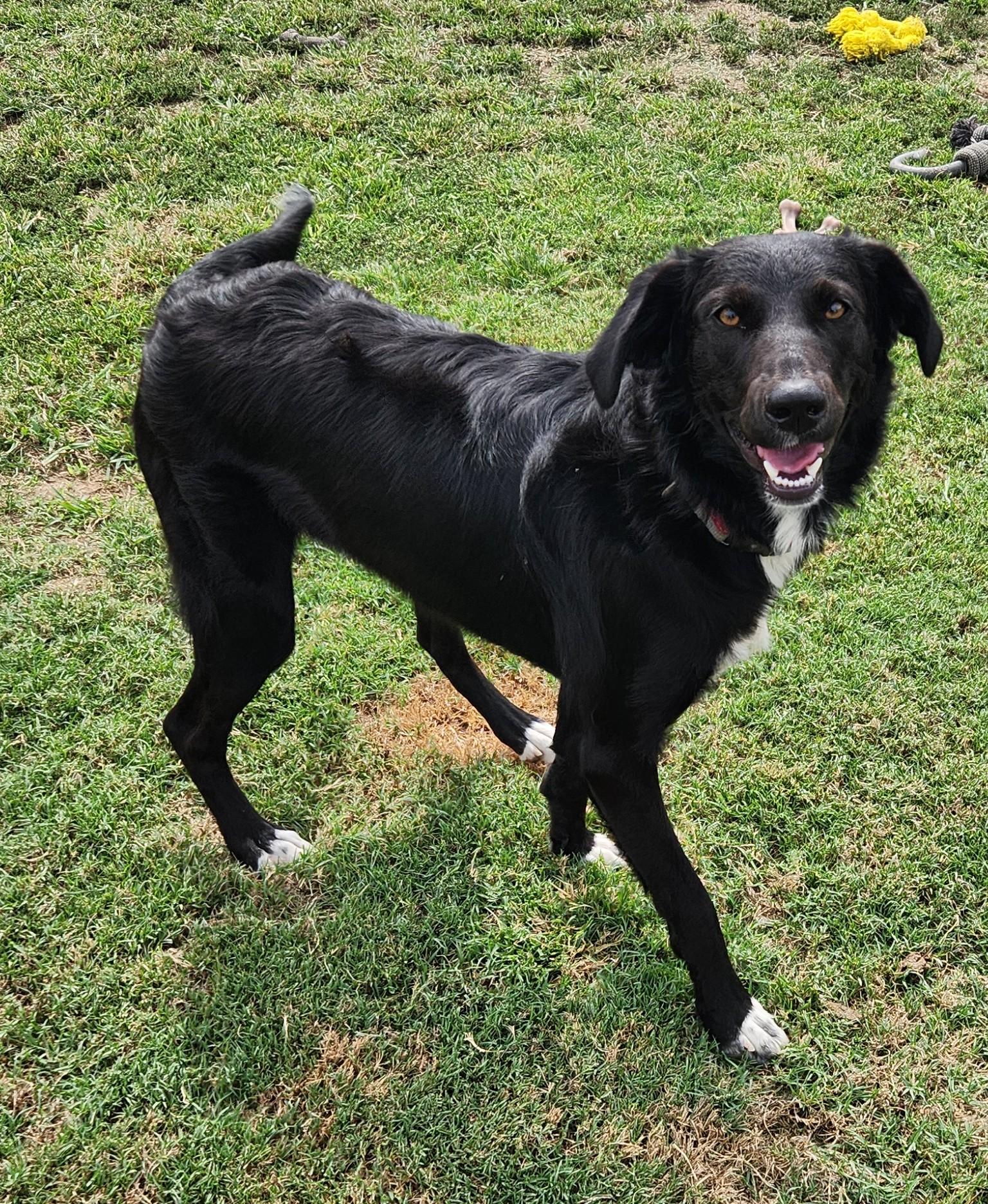 Enlarge Ming, a Adoptable mixed breed in Siloam Springs, AR image 2/4