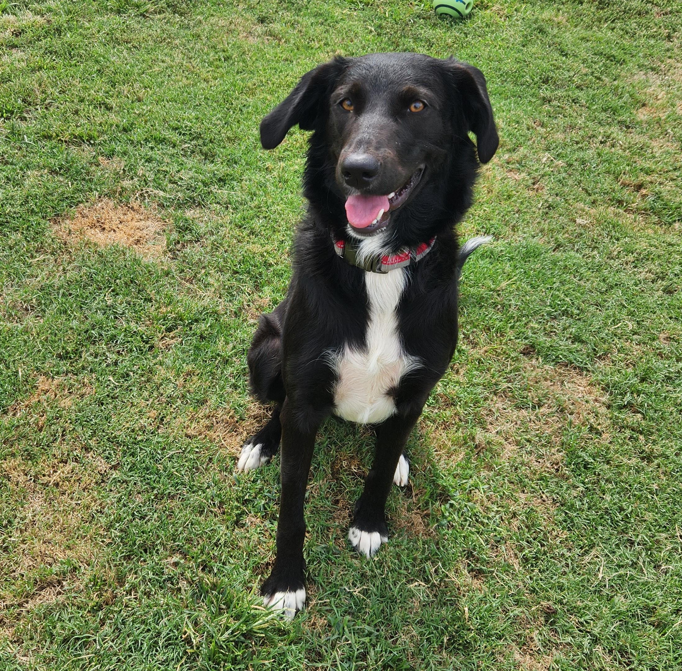 Enlarge Ming, a Adoptable mixed breed in Siloam Springs, AR image 1/4